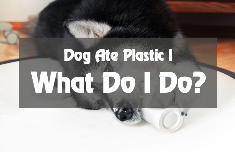 dog-ate-plastic-9 - Just Another Pet Blog - The4Legged.com