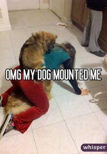 My Dog Mounted Me! Why Would They And 