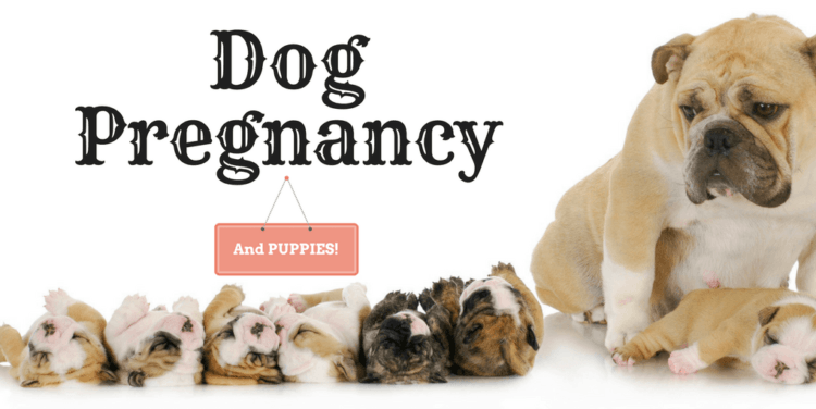 how-long-does-a-dog-stay-pregnant-what-you-need-to-know-just-another