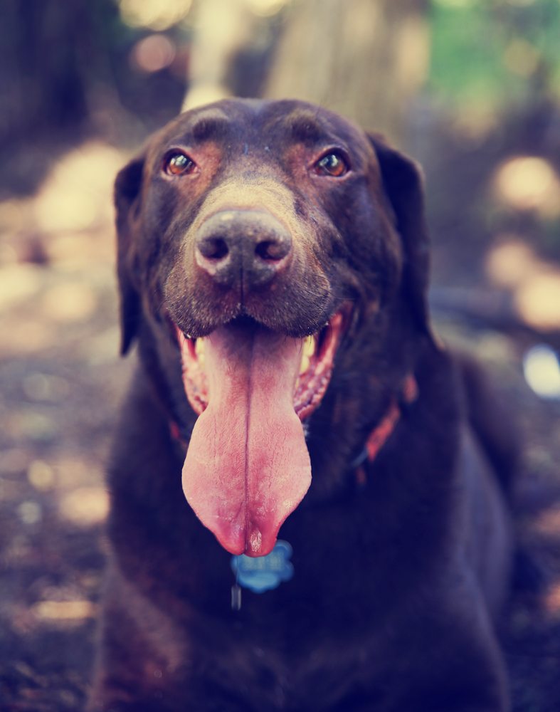 My Dog Is Panting At Night. What should I do? - Just Another Pet Blog