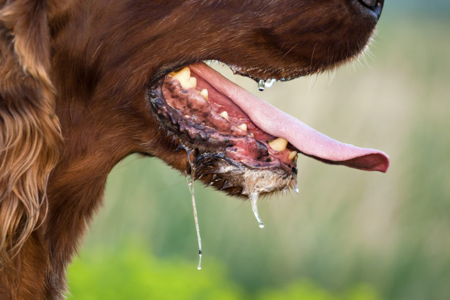 my-dog-is-panting-at-night-what-should-i-do-just-another-pet-blog