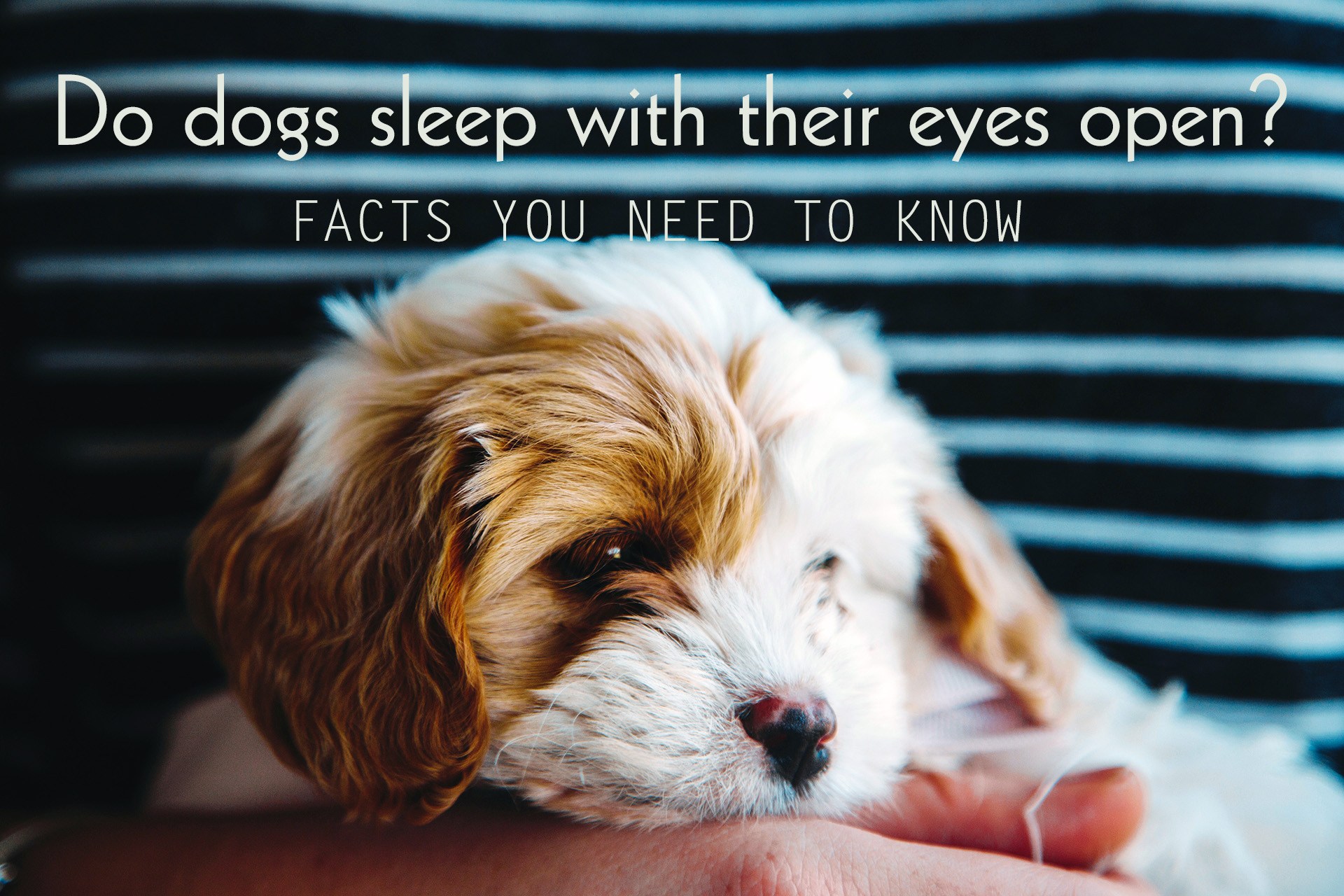 why-do-dogs-sleep-with-their-eyes-open-facts-you-need-to-know-just