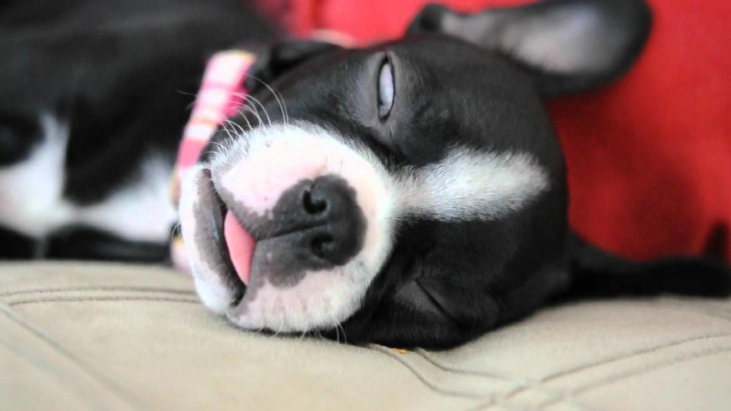 why-do-dogs-sleep-with-their-eyes-open-facts-you-need-to-know-just