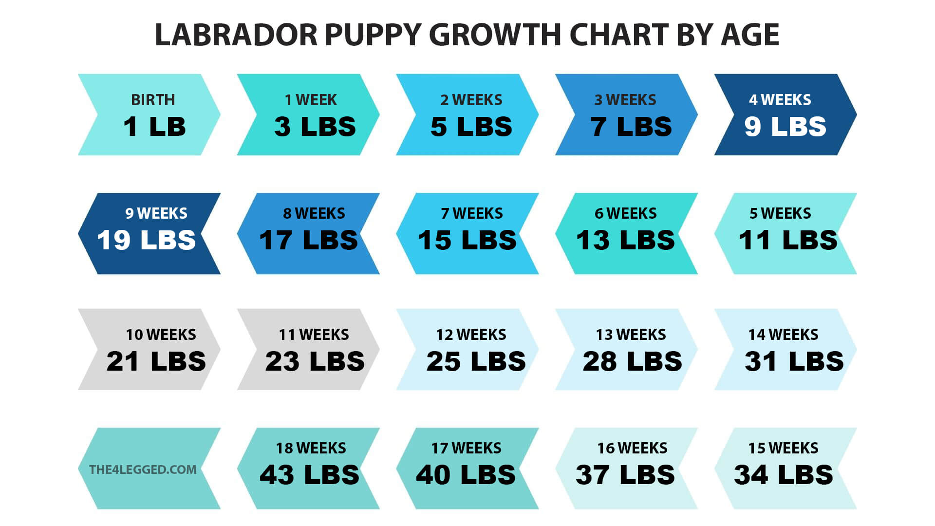 labrador puppy growth chart by week the4legged