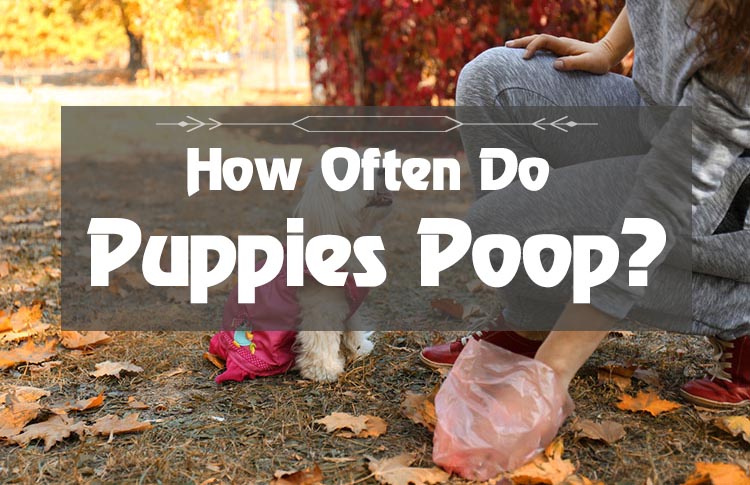 How Often Do Puppies Poop? Things You Need To Know