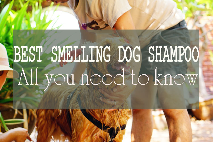 Best Smelling Dog Shampoo – Keep Coats Clean And Smelling Fresh