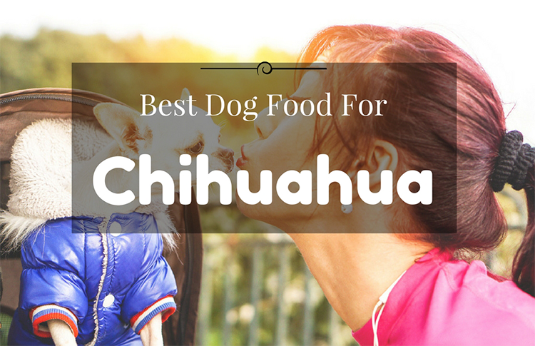 The 5 Most Tasty And Best Dog Foods For Your Chihuahua