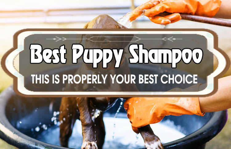 The 5 Best Puppy Shampoo for your Puppy’s Needs!