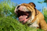 bulldog-eating-grass-dogs-eating-grass