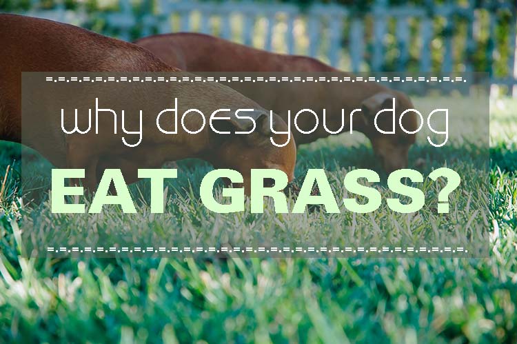 Dog Eating Grass…Frantically – What Is The Problem With My Dog?