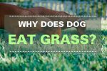 why-does-dog-eat-grass