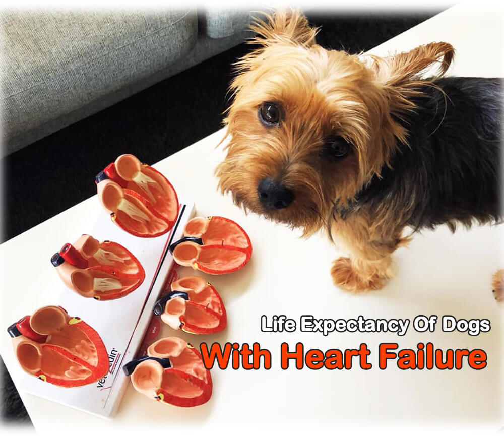 Life Expectancy Of Dogs With Heart Failure On Medication