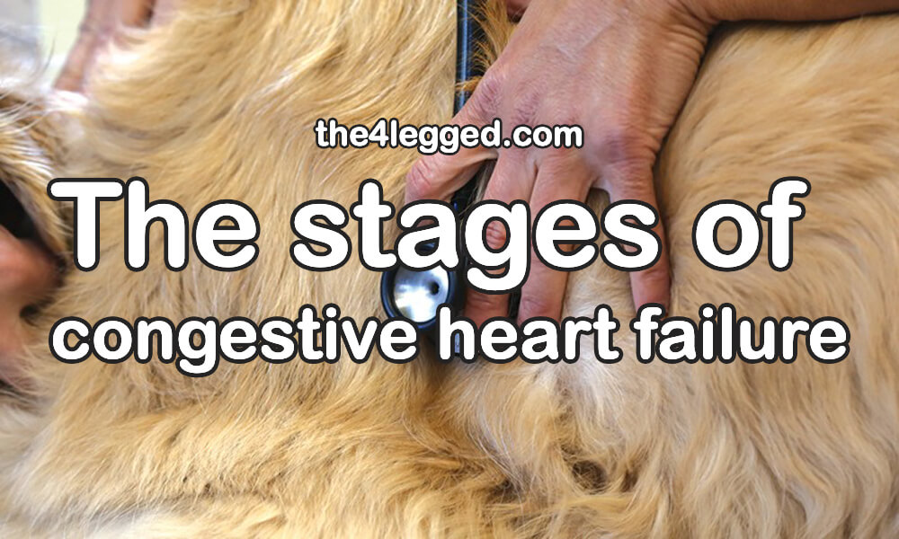 What are the stages of congestive heart failure in dogs?