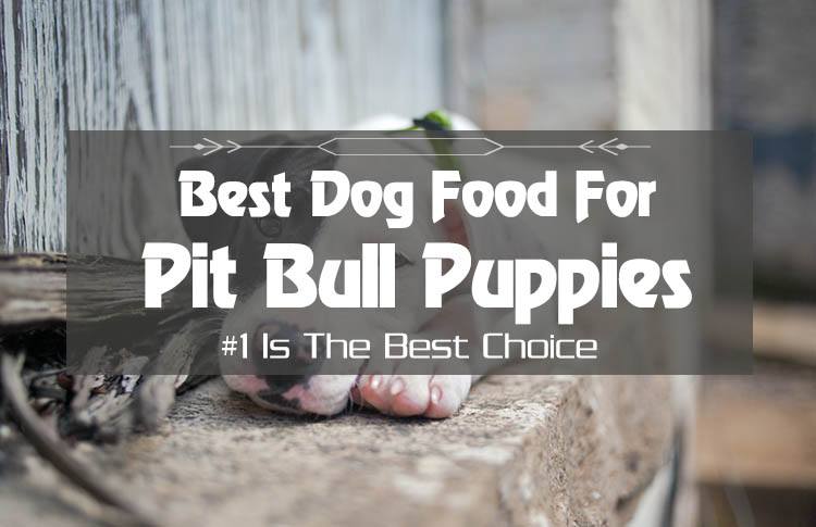 Top 5 Best Dog Food For Pitbull Puppies – The Healthiest Choices in 2024