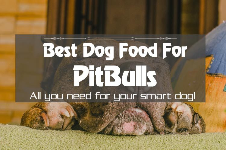 Just What Your Pitbull Needs: The 5 Best Dog Food For PitBulls