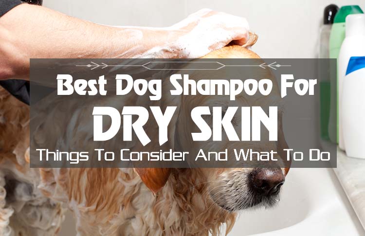 Top 5 Most Effective and Best Dog Shampoo for Dry Skin