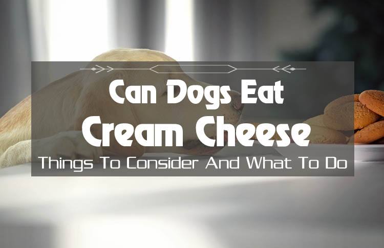 What Is The Truth? Can Dogs Eat Cream Cheese? Yes, or No?