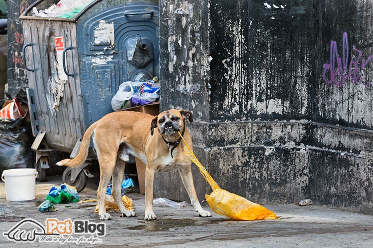 My Dog Ate Plastic! What do I do?