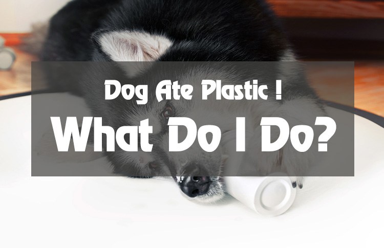 My Dog Ate Plastic! What do I do?