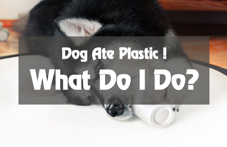 dog-ate-plastic-9