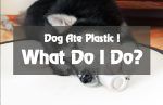 dog-ate-plastic-9