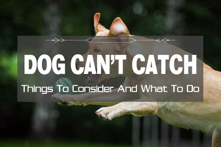 Dog Can’t Catch Anything! Is There an Easy Way to Make them?