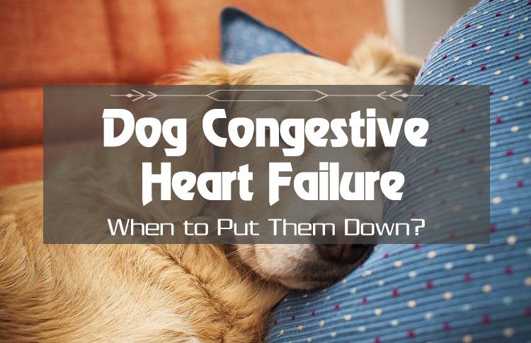Dog Congestive Heart Failure: When to Put Them Down?