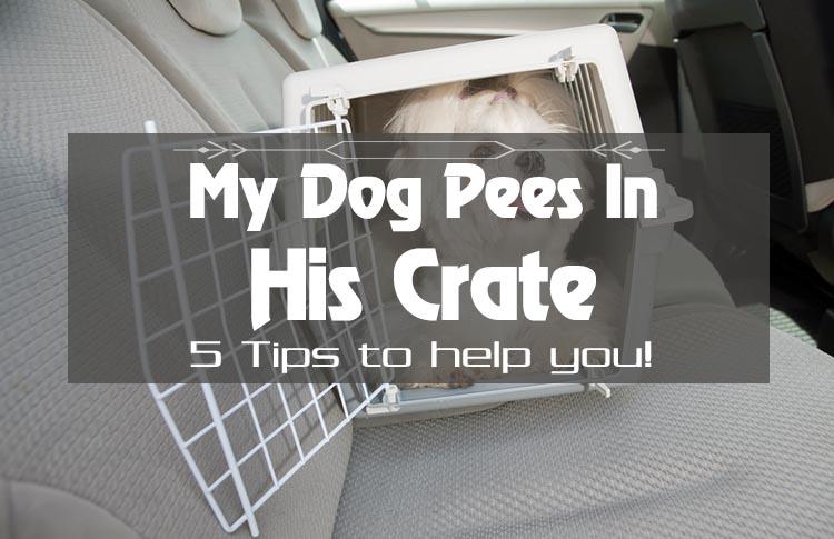 Pet Alert! Are You Frustrated When Your Dog Pees in Crate?