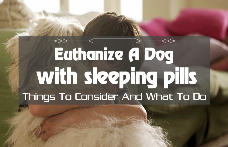 How To Euthanize A Dog With Sleeping Pills At Home? The Complete Guide