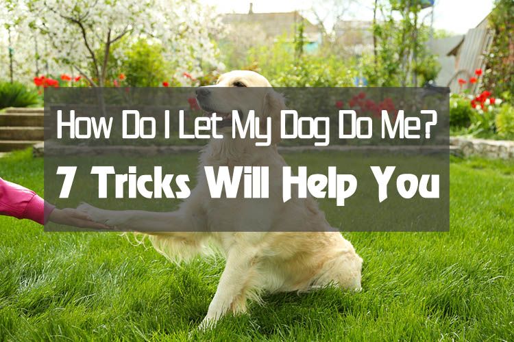 How Do I Let My Dog Do Me Some Fun Dog Tricks?