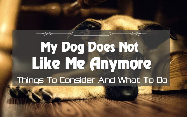 My Dog Doesn’t Like Me Anymore. What do I do now?