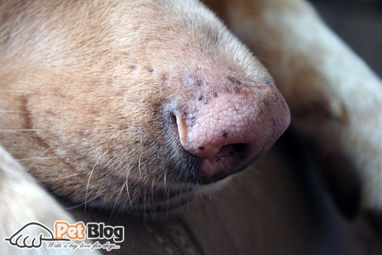 your-dog-has-pink-spots-on-their-noses-here-are-reasons-as-to-why