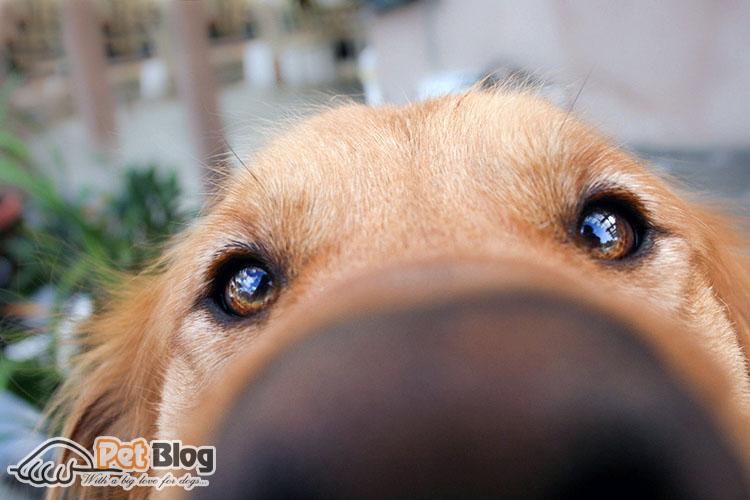 can liver dogs have pink noses