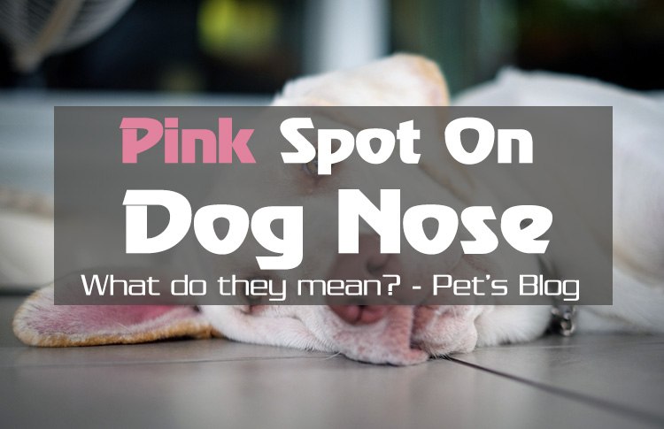 Your Dog Has Pink Spots on their Noses? Here are reasons as to why!