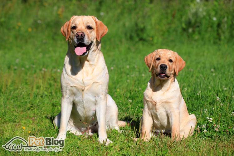 what age do female labradors stop growing