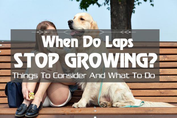 When Do English Labs Stop Growing With Their Cuteness Overload, When Do Labs Stop Growing?