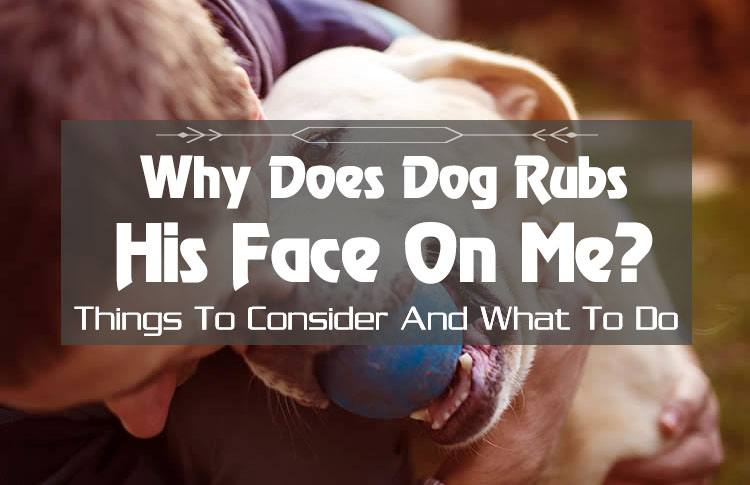 Why Does My Dog Rub His Face On Me? Get To Know Your Dog More!