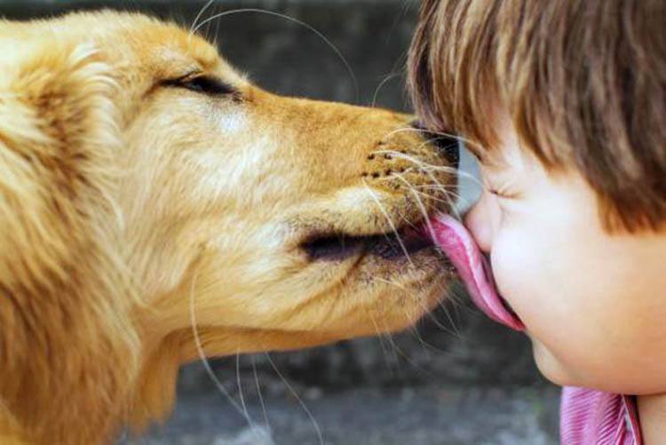 Why Does My Dog Rub His Face On Me? Get To Know Your Dog More! - The4Legged.com