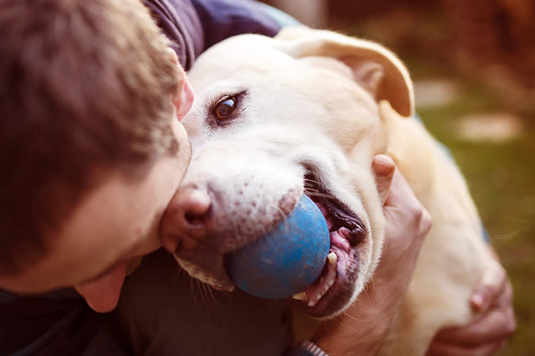 why do dogs rub their faces on bed