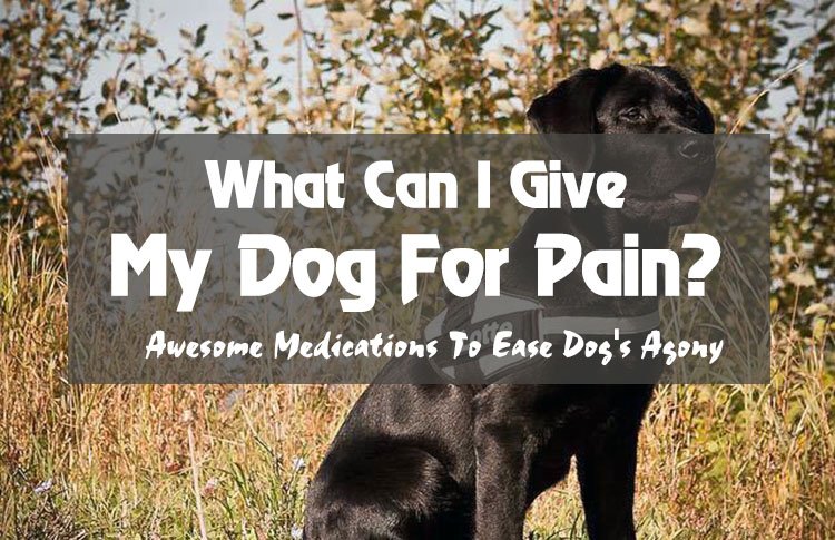 What Can I Give My Dog for Pain? Best Medications To Ease Dog