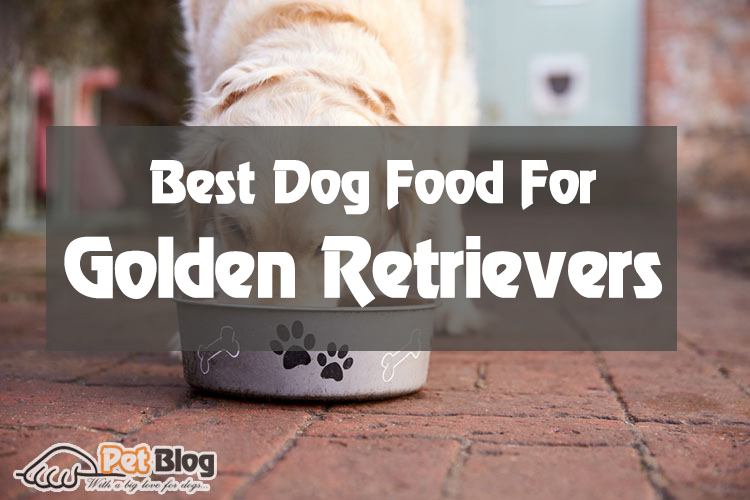 Best Dog Food For Golden Retrievers 2024 – The Ultimate Showdown