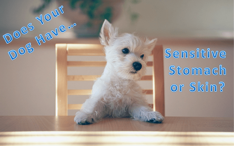 The Top 5 Best Dog Food For Sensitive Stomachs