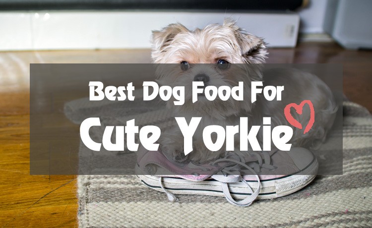 Best Dog Food For Yorkies: Really Right For Your Fur Baby!