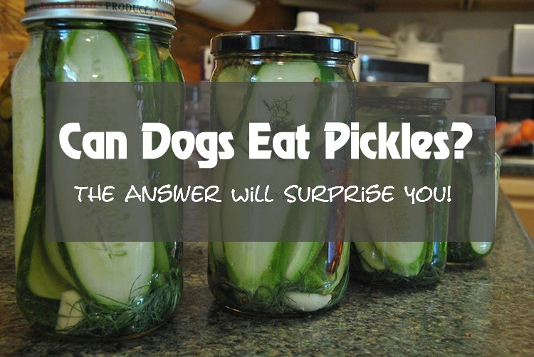 Can Dogs Eat Pickles? The Answer Will Surprise You!