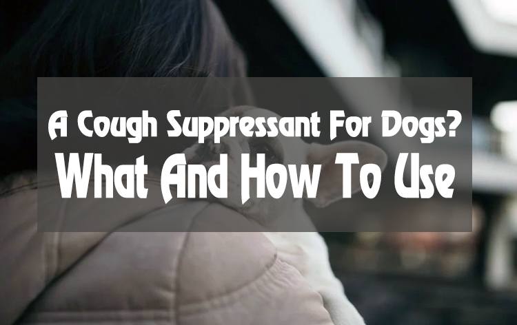 What And How To Use A Cough Suppressant For Dogs?