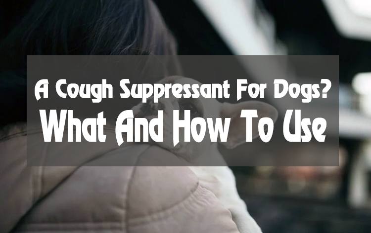 What Is & How To Use A Cough Suppressant For Dogs?