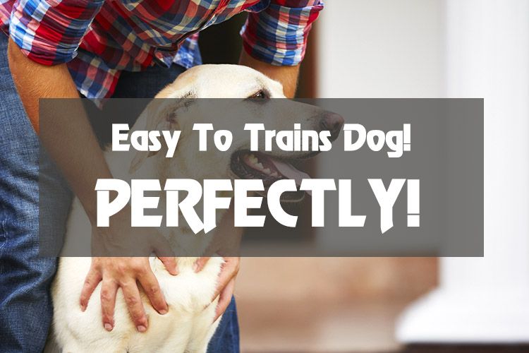 It is Easy to Train Dogs! Do You Want to Know How to Do It?