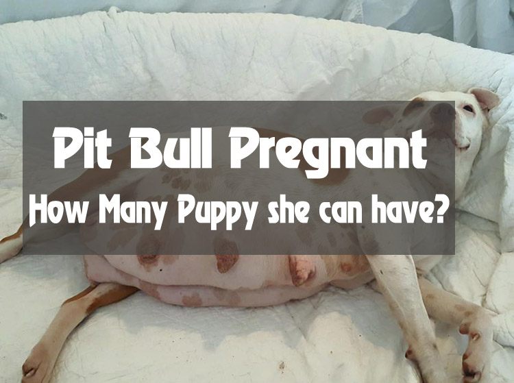 How many Puppies Can A Pit Bull have? You Want to Know More?