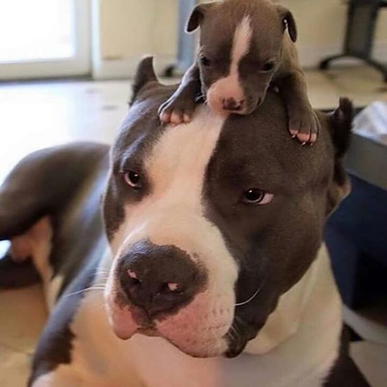 how-many-puppies-can-a-pitbull-have