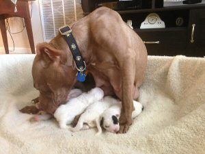 how-many-puppies-can-a-pitbull-have